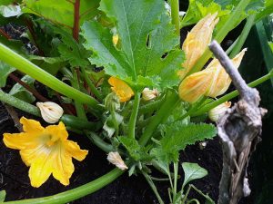 Gärtnern mit Kindern, Meine Gartenernte im Juli