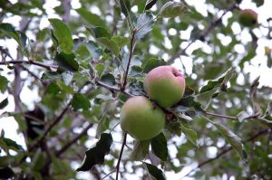 Garten im August: Was reift im Spätsommer