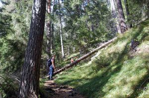Mit Kindern raus in die Natur - Wanderung zur Walderalm