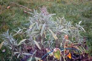 Kräuter fürs Immunsystem: Salbei im Garten im November