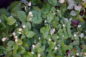 Naturgeister im Garten