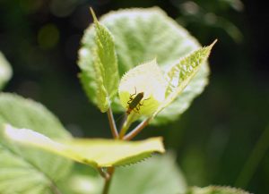 Naturgeister im Garten