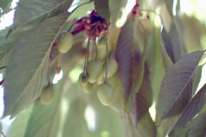 Naturgeister im Garten