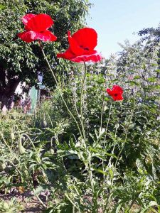 Mohn
