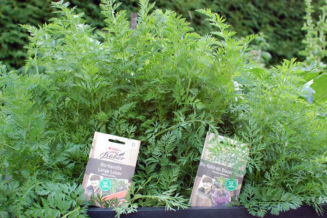 Alte Gemüsesorten und Heilkräuter