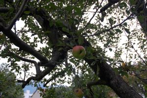 Zwetschgen und Äpfel einmachen