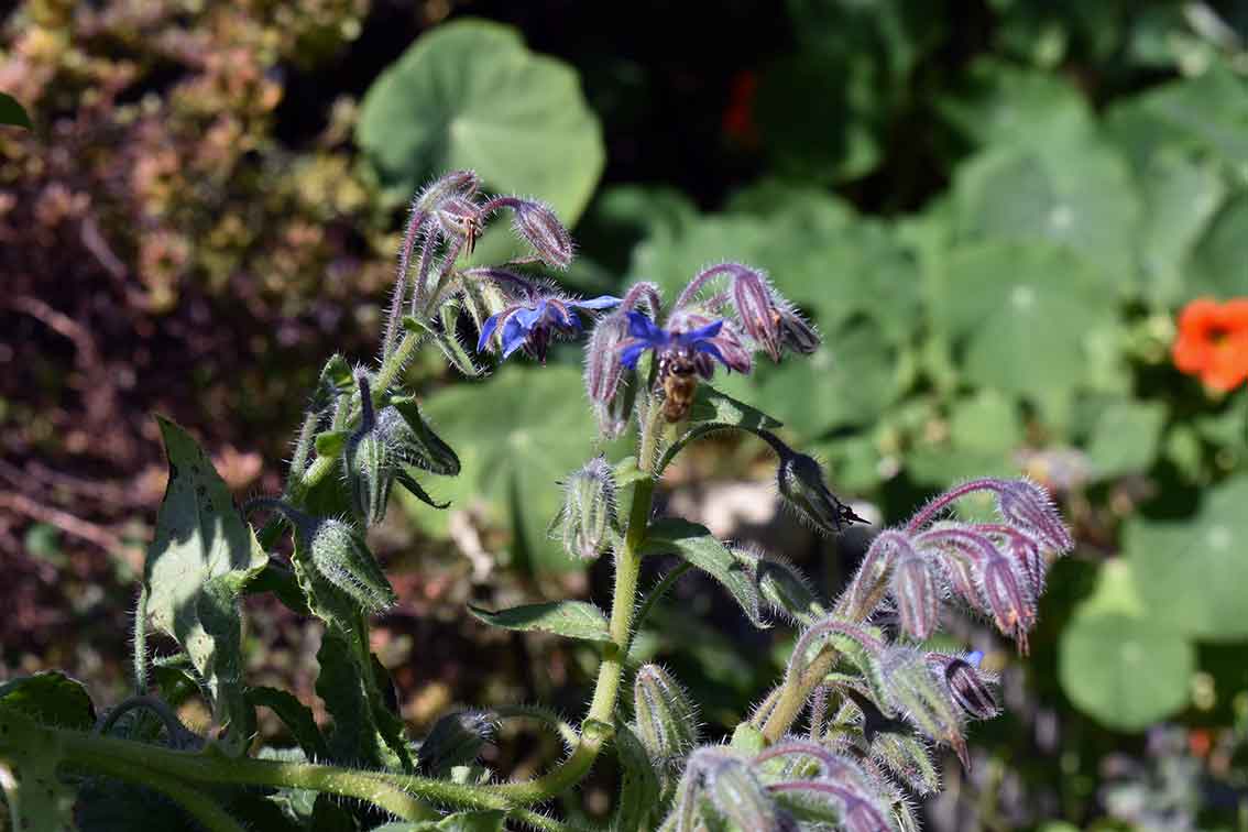 Mein Insektengarten: Was blüht im Oktober