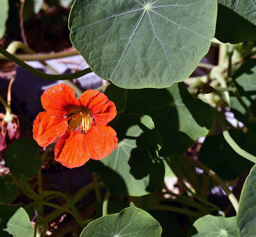 leben im Einklang mit der Natur: Mein Insektengarten: Was blüht im Oktober