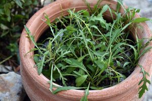Saisonal kochen im Winter