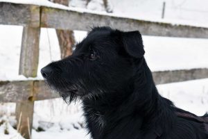 Mit dem Hund im Schnee spazieren
