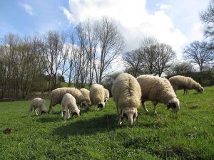 Umweltbildung im Riegelbrunnerhof im Pfälzerwald