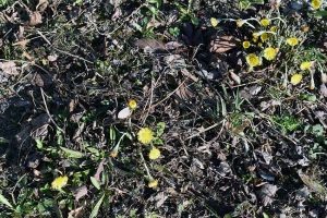 Frühlings-Tagundnachtgleiche feiern