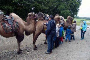 Kindergeburtstag Kamel reiten in Bayern