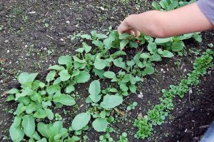 gärtnern mit Kindern,