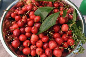 Obsternte im Juni im Garten