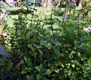 Kräuter ernten im Spätsommer