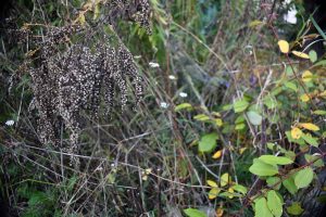 Herbst & Garten mit Kinderaugen