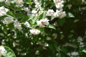 Bienengarten - wilder Garten