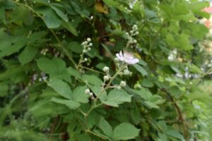 Bienengarten - wilder Garten