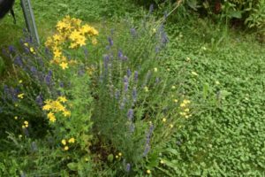 Ideen zur Gartengestaltung