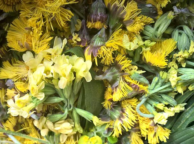 alternative Heilmittel Himmelsschlüssel - Schlüsselblumen