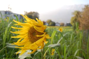 nun lass den Sommer gehen: Sonnenblumenfeld