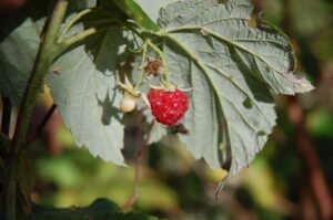 nun lass den Sommer gehen: Himbeeren